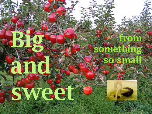 seed apple tree